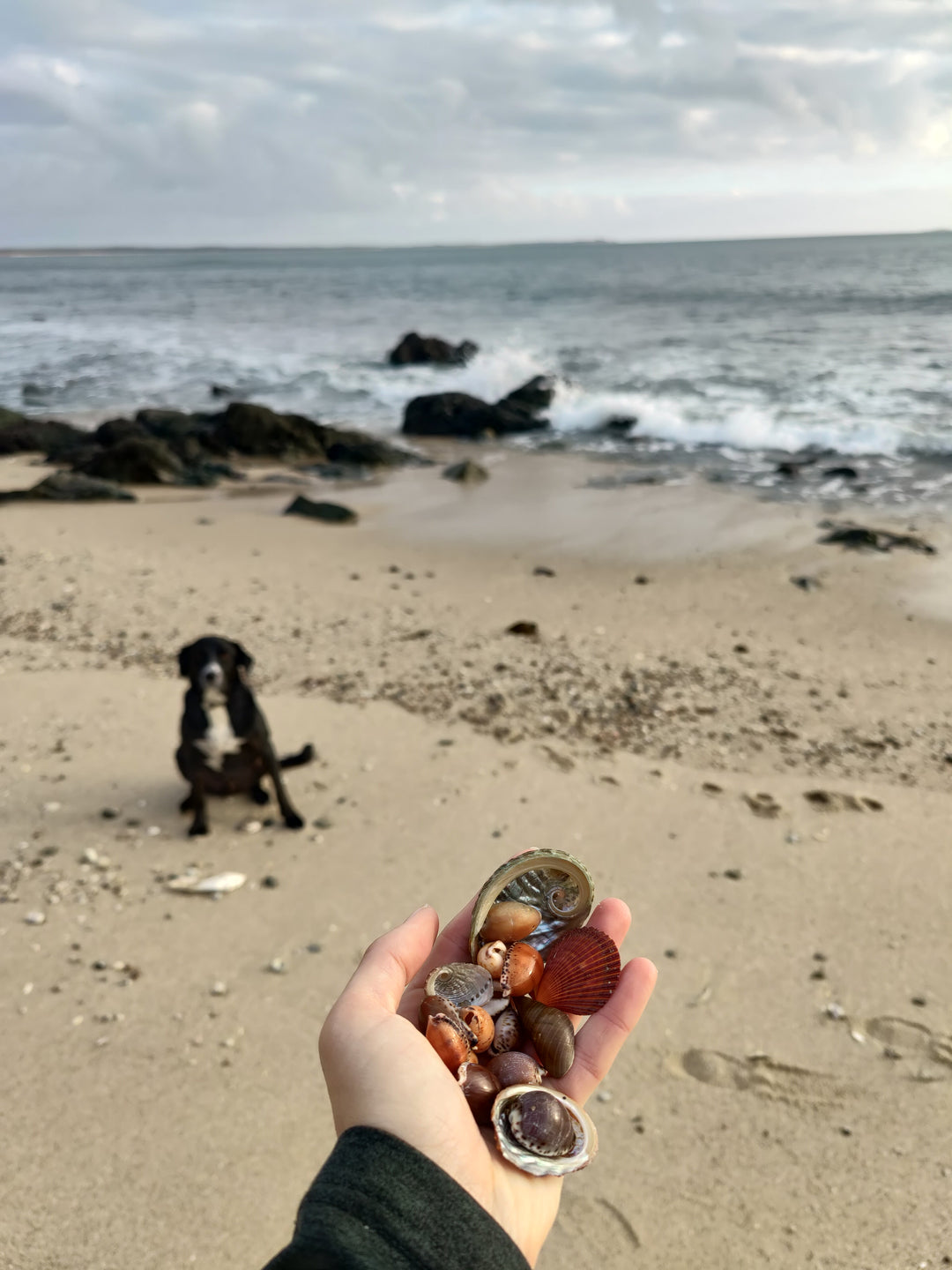 King Island Sea Shells after a big Sea Swell