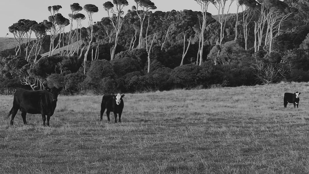 Natural and female made riches of King Island