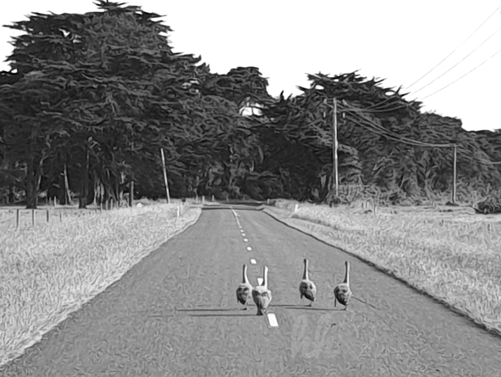 Swanning around King Island Tasmania from Golf course to Golf Course to Golf Course :-)