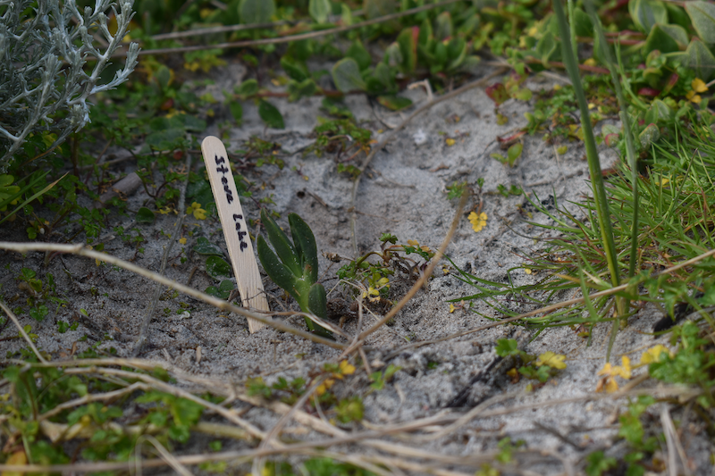 Steve-Lake-King-Island-Distillery-Native-Plant-Project